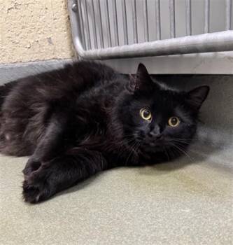 Domestic Long Hair Cats Available for Adoption in Boston, Massachusetts - ZIGGY | PetCurious