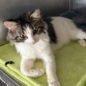 Peanut -  Domestic Medium Hair Cat for Adoption in Crookston, Minnesota - Peanut | PetCurious