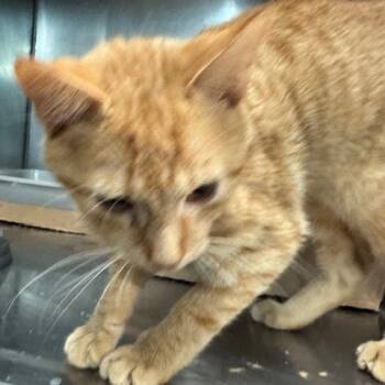 Rescue Domestic Short Hair Cats for Adoption in Abingdon, Maryland - 1025-45 Boo Boo | PetCurious