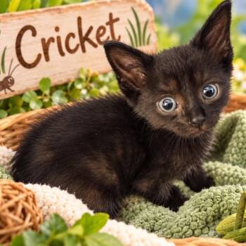 Cricket -  Domestic Short Hair Cat for Adoption in Quincy, Ohio - Cricket | PetCurious
