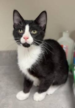 Domestic Short Hair Cats Available for Adoption - Clementine | PetCurious