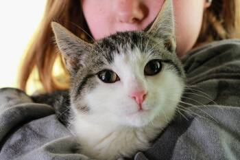 Rescue Domestic Short Hair Cats for Adoption in Kettering, Ohio - Max | PetCurious