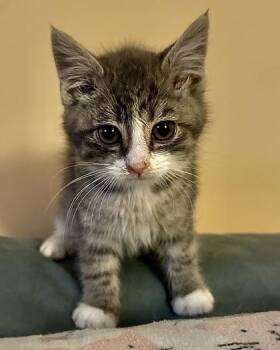 Domestic Short Hair Cats Available for Adoption in West Chester, Pennsylvania - Timmy | PetCurious