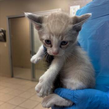 Cooky -  Domestic Short Hair Cat for Adoption in Birmingham, Alabama - Cooky | PetCurious