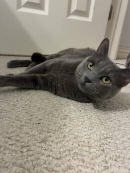 Russian Blue Cats Available for Adoption in Liverpool, Texas - Gregorio | PetCurious