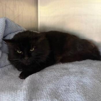 Domestic Long Hair Cats Available for Adoption in Cumming, Georgia - Hallie | PetCurious