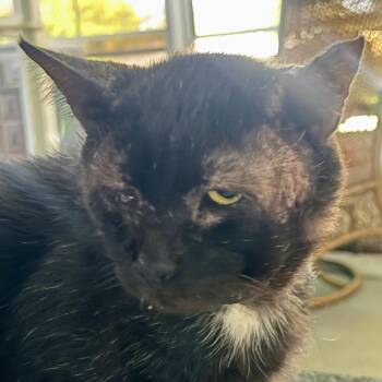 Oak -  Domestic Short Hair Cat for Adoption in Titusville, Florida - Oak | PetCurious
