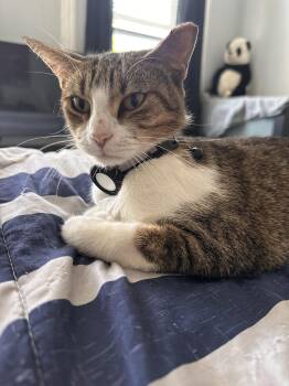 Rescue Domestic Short Hair Cats for Adoption in Philadelphia, Pennsylvania - Peggy Ann | PetCurious