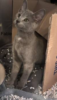 Fable -  Domestic Short Hair Cat for Adoption in Topsham, Maine - Fable | PetCurious