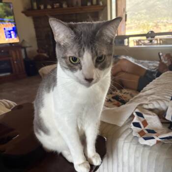 Jinxy - King of the Cozy Cuddles - Courtesy Listing -  Domestic Short Hair Cat for Adoption in Prescott, Arizona - Jinxy - King Of The Cozy Cuddles - Courtesy Listing | PetCurious
