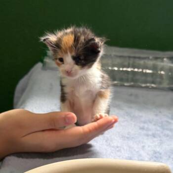 Domestic Short Hair Cats Available for Adoption in Kyle, Texas - NECTARINE | PetCurious