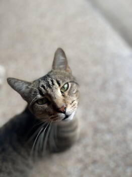 Rescue Domestic Short Hair Cats for Adoption in Rowlett, Texas - Clyde | PetCurious