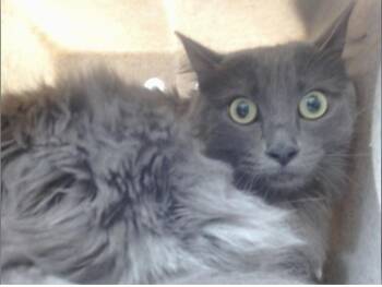 Rescue Russian Blue Cats for Adoption in Beverly Hills, California - Penelope | PetCurious