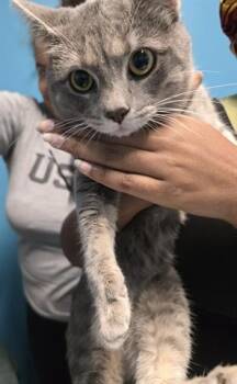 Rescue Domestic Short Hair Cats for Adoption in Houston, Texas - BINX | PetCurious