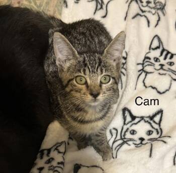 Cam -  Domestic Short Hair Cat for Adoption in Safety Harbor, Florida - Cam | PetCurious