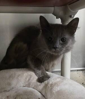 Sammy -  Domestic Medium Hair Cat for Adoption in Vancouver, Washington - Sammy | PetCurious