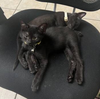Pippin Of The Shire -  Domestic Short Hair Cat for Adoption in Chandler, Arizona - Pippin Of The Shire | PetCurious