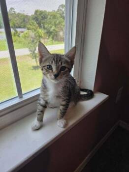 Piglet -  Domestic Short Hair Cat for Adoption in Deltona, Florida - Piglet | PetCurious