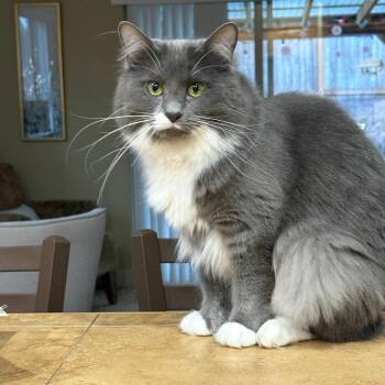 Flower -  Domestic Medium Hair Cat for Adoption in Battle Ground, Washington - Flower | PetCurious
