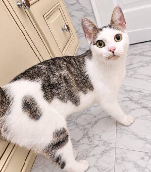 Willa 2yrs AVA 10/8 -  Domestic Short Hair Cat for Adoption in Sterling, Massachusetts - Willa 2yrs AVA 10/8 | PetCurious