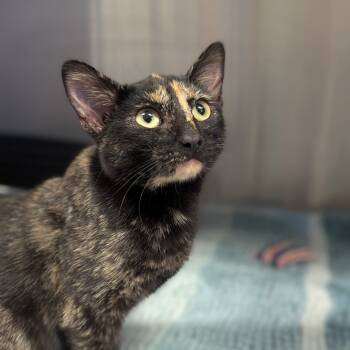 Rescue Domestic Short Hair Cats for Adoption in Hendersonville, North Carolina - Missy | PetCurious