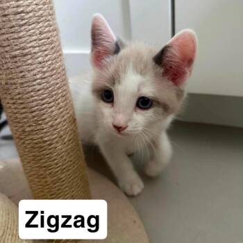 Domestic Short Hair Cats Available for Adoption in Nampa, Idaho - Zigzag | PetCurious