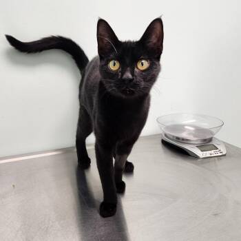 Monica -  Domestic Short Hair Cat for Adoption in Clavet, Saskatchewan - Monica | PetCurious