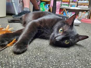 Rescue Domestic Short Hair Cats for Adoption in Fairfax, Virginia - Charlie | PetCurious