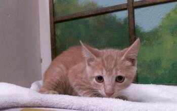 Lowden BR14618-T -  Domestic Short Hair and Tabby Cat for Adoption in Missouri City, Texas - Lowden BR14618-T | PetCurious