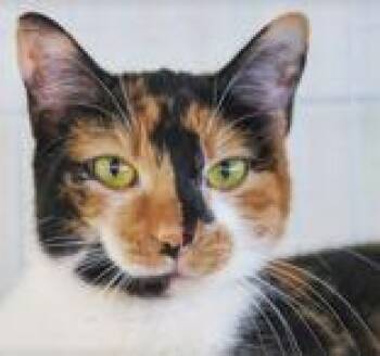 Griselda -  Domestic Short Hair Cat for Adoption in Toronto, Ontario - Griselda | PetCurious