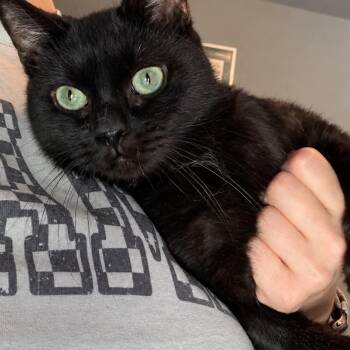 Obi (Obsidian) -  Domestic Short Hair Cat for Adoption in Manchester, Maryland - Obi (Obsidian) | PetCurious