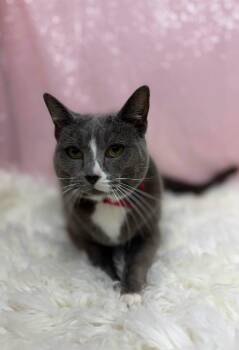 Smokey -  Domestic Short Hair Cat for Adoption in Clarkesville, Georgia - Smokey | PetCurious