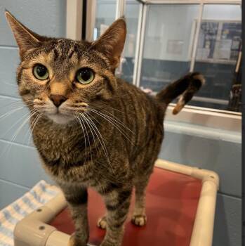 Rescue Domestic Short Hair Cats for Adoption in South Bend, Indiana - Tip Tail | PetCurious