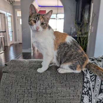 Gumdrop -  Domestic Short Hair Cat for Adoption in Huntsville, Alabama - Gumdrop | PetCurious