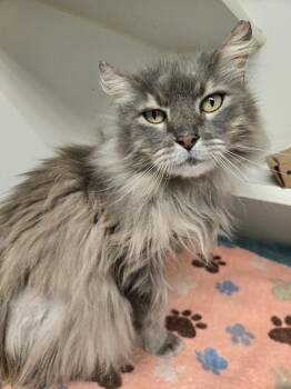 Domestic Long Hair Cats Available for Adoption in Bellingham, Washington - Tom Bombadil | PetCurious