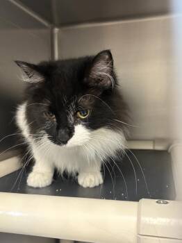 Oreo -  Domestic Short Hair Cat for Adoption in Bowling Green, Ohio - Oreo | PetCurious