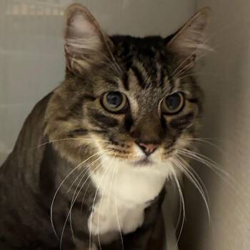 BJ -  Domestic Medium Hair Cat for Adoption in Yuma, Arizona - BJ | PetCurious