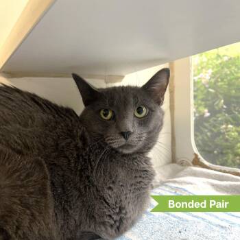Malena (bonded w/ Leyla) -  Domestic Short Hair Cat for Adoption in Reisterstown, Maryland - Malena (bonded W/ Leyla) | PetCurious