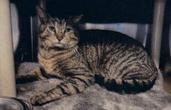 Domestic Short Hair Cats Available for Adoption in Georgina, Ontario - Bruce | PetCurious