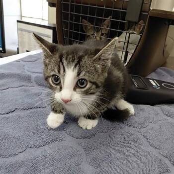 Rescue Domestic Short Hair Cats for Adoption - TOADETTE | PetCurious