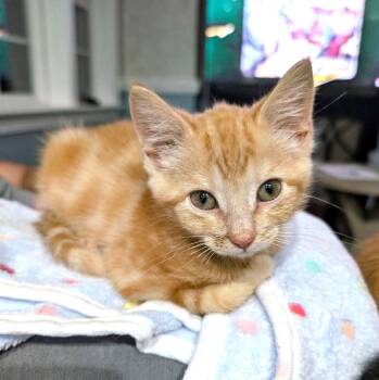 West -  Domestic Short Hair Cat for Adoption in Alexandria, Virginia - West | PetCurious