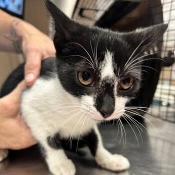 MoonBean -  Domestic Short Hair Cat for Adoption in Newport, North Carolina - MoonBean | PetCurious