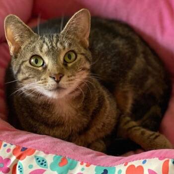 Olivia -  Domestic Short Hair Cat for Adoption in Goshen, Indiana - Olivia | PetCurious
