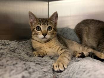NOVA* -  Domestic Short Hair Cat for Adoption in Santa Cruz, California - NOVA* | PetCurious