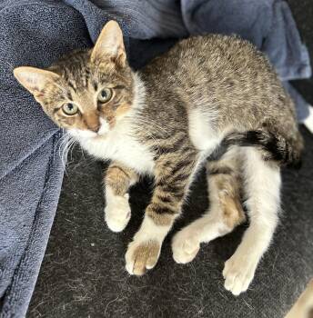 Rescue Tabby Cats for Adoption in Bridgeton, North Carolina - Liam | PetCurious