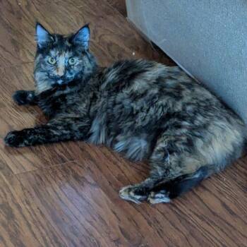 Rescue Domestic Long Hair Cats for Adoption in San Antonio, Texas - Daphne | PetCurious