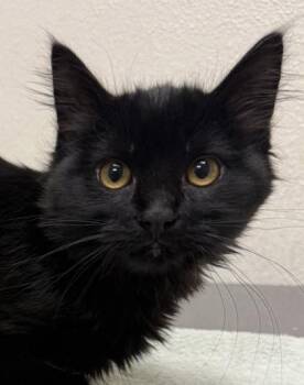 Domestic Medium Hair and Domestic Short Hair Cats Available for Adoption - Kiki | PetCurious
