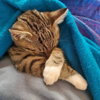 Domestic Short Hair Cats Available for Adoption in Richmond, California - SAINT | PetCurious