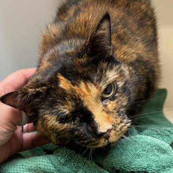 Terrina -  Domestic Short Hair Cat for Adoption in Philadelphia, Pennsylvania - Terrina | PetCurious