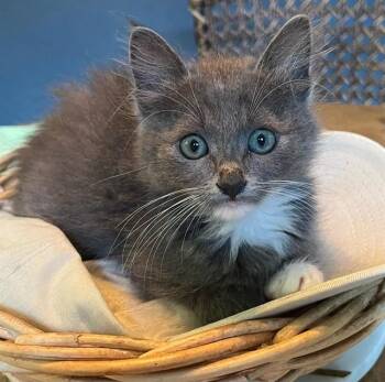 FLUFFY -  Domestic Medium Hair Cat for Adoption in Sacramento, California - FLUFFY | PetCurious